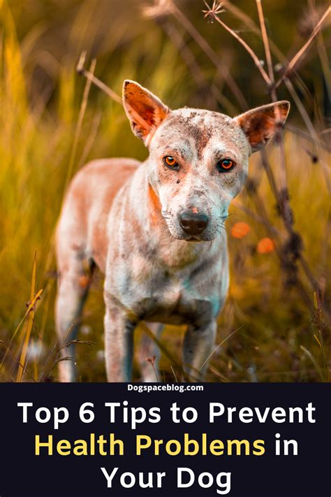how to prevent health problems in dogs