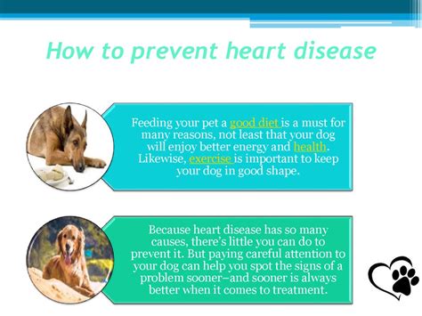 how to prevent heart problems in dogs