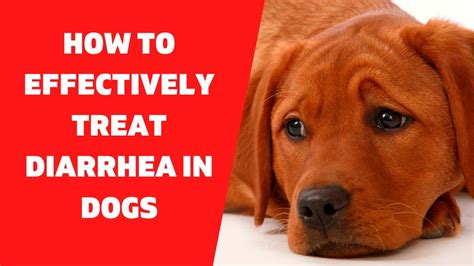 how to prevent stress diarrhea in dogs