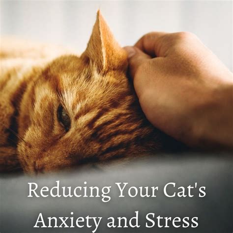 how to reduce my cats stress and anxiety