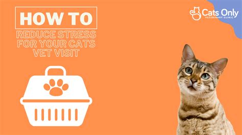 how to reduce stress in cats reddit