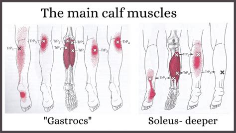 how to release trigger points in calf