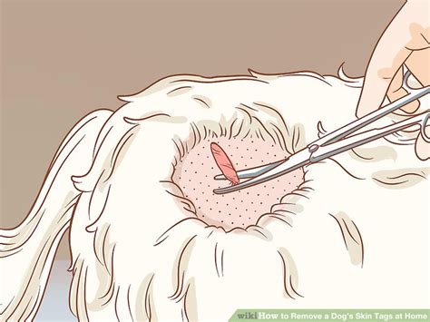 how to remove a skin tag from a dog at home