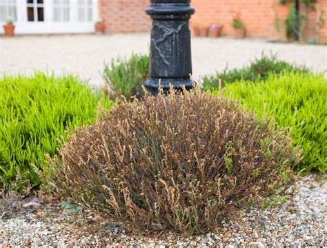 how to remove dead plants from garden