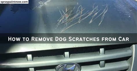 how to remove dog scratches from car paint