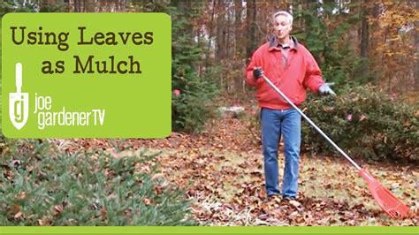 how to remove leaves from mulch