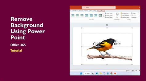 how to remove picture background in powerpoint office 365