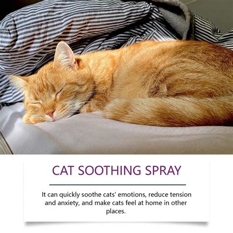 how to soothe a cat with anxiety