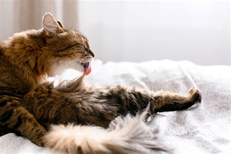how to stop my cat from stress licking
