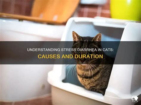 how to stop stress diarrhea in cats