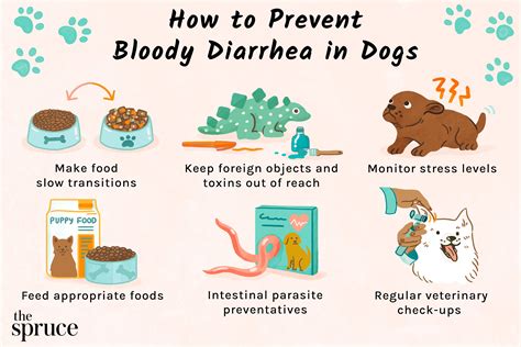 how to stop stress induced diarrhea in dogs