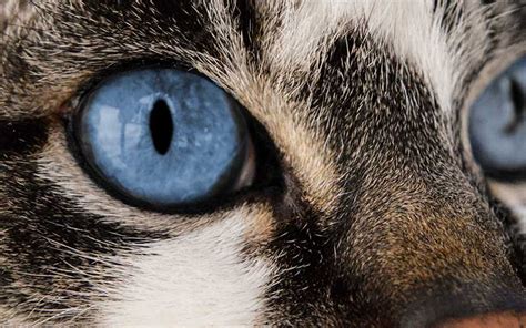 how to tell if a cat is blind in one eye