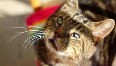 how to tell if a cat is going blind in one eye