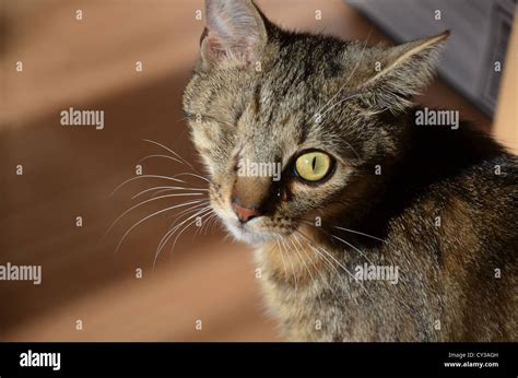 how to tell if a kitten is blind in one eye