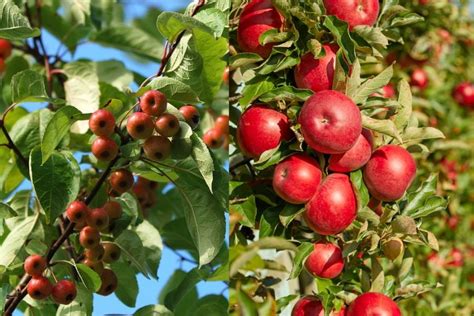 how to tell the difference between an apple tree and a crab apple tree