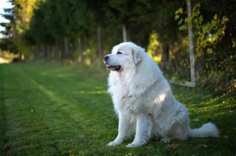 how to train a great pyrenees to not bark