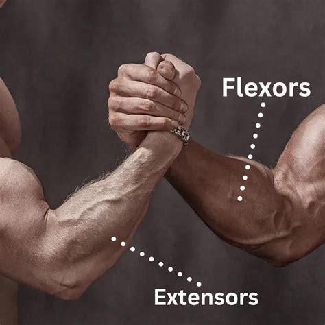 how to train forearms reddit