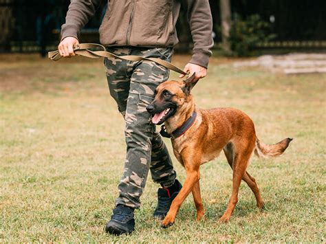 how to use a dog training dummy