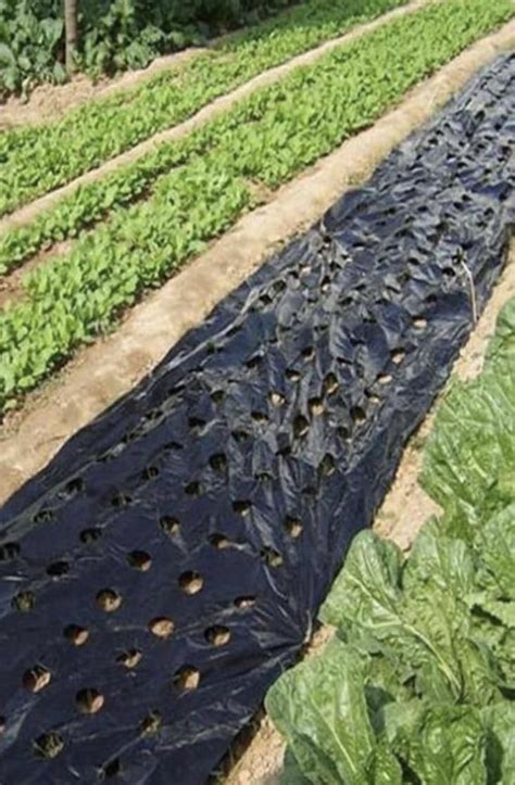 how to use black plastic mulch
