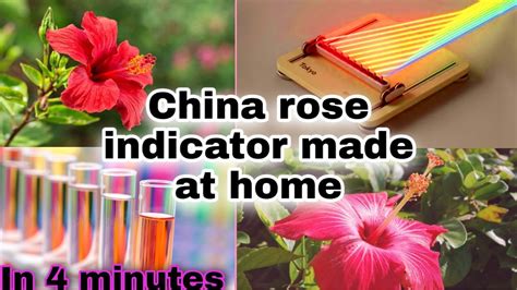how to use china rose as indicator