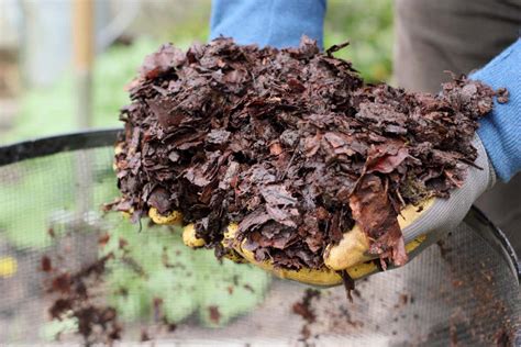 how to use leaf mold in the garden