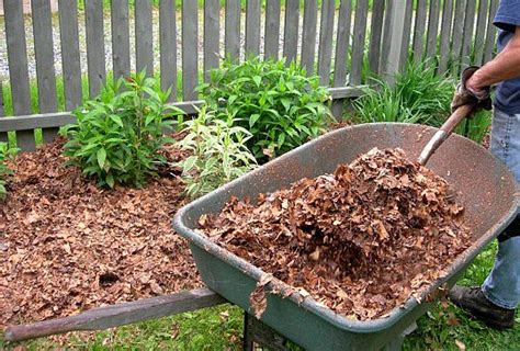 how to use leaf mulch in garden