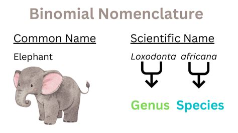 how to write your name in binomial nomenclature