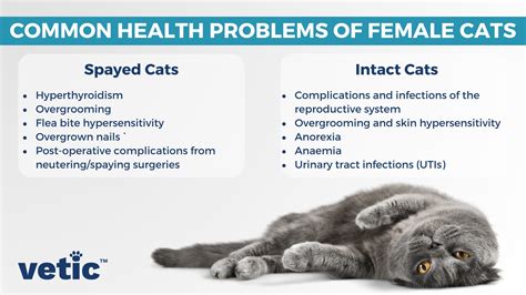 how.to.prevent health problems in cats