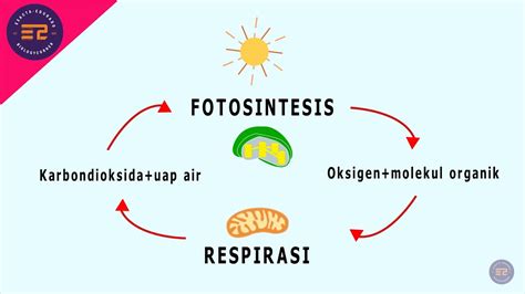 Hubungan antara fotosintesis dan respirasi
