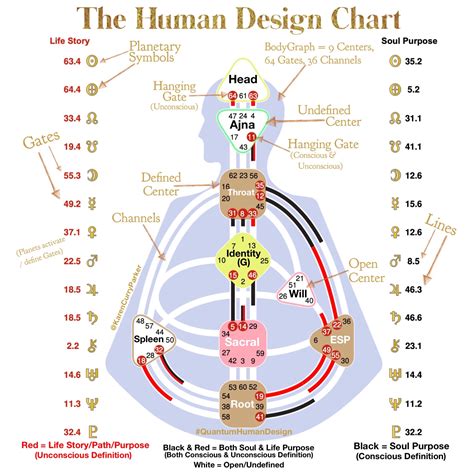 Human Body Design Chart