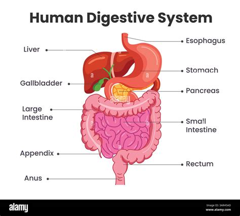 Digestive system diagram