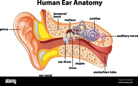 human ear diagram