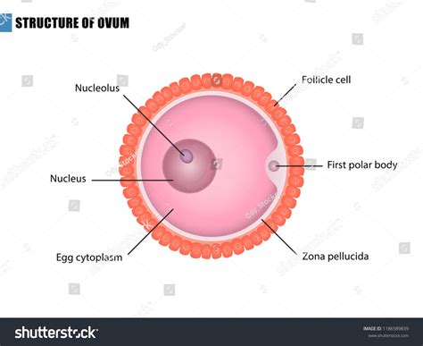 Sel Telur (Ovum)