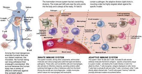human immune system attacking pathogen