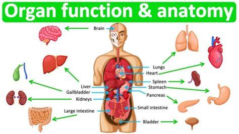 human organ function