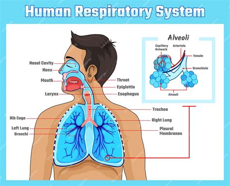 human respiratory system
