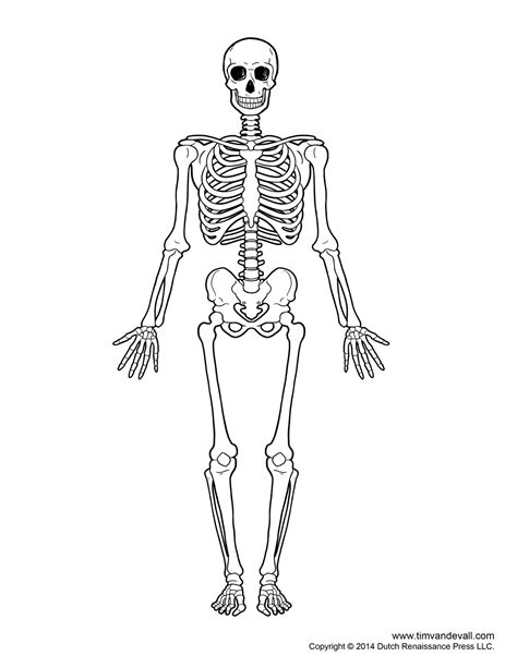 Human Skeleton Diagram Printable