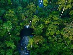 Hutan Hujan Tropis Di Kalimantan