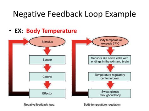 identify two examples of negative feedback loops