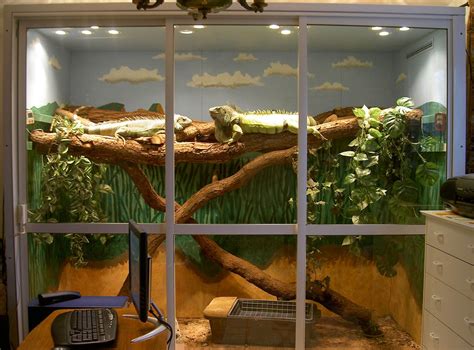 iguana inside house