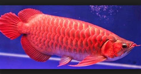 ikan Arwana kecil merah
