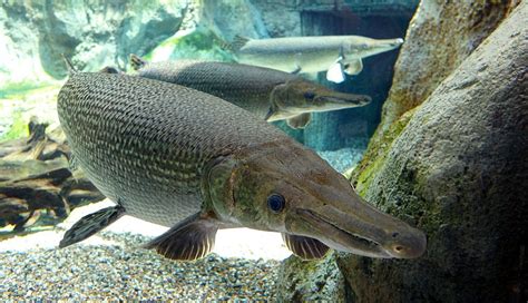 Pemancing terkejut dengan tangkapan ikan aligator gar