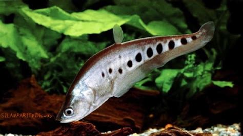 Ciri Fisik Ikan Belida