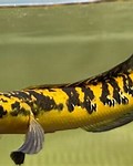 Ikan Channa Kecil Acar Kuning