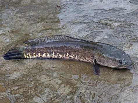 Ikan Gabus Jumbo