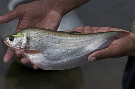 Ciri Fisik Ikan Putak