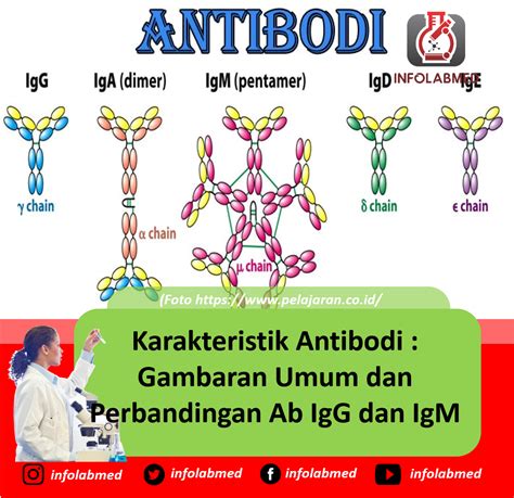 ilustrasi antibodi IgG IgM