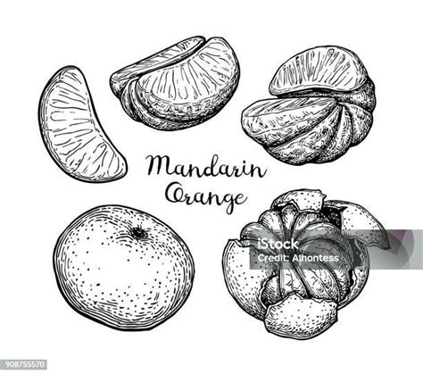 ilustrasi jeruk mandarin