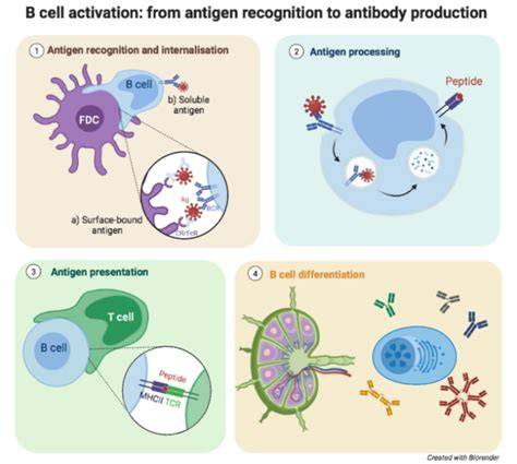 immune system recognizing antigen