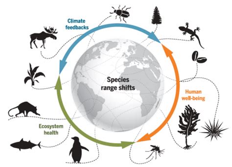 Impact of migration on a ecosystem